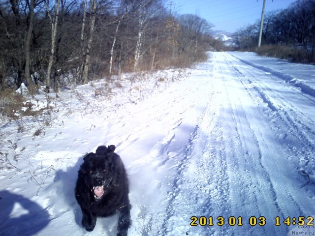 Фото: ньюфаундленд Nessi Blyek s  Lesnoy Zaimki (Несси Блэк с  Лесной Заимки)
