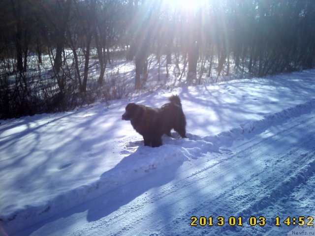 Фото: ньюфаундленд Nessi Blyek s  Lesnoy Zaimki (Несси Блэк с  Лесной Заимки)