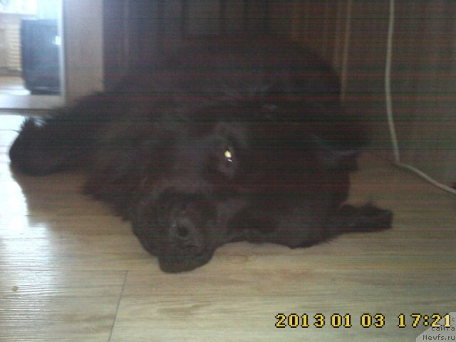 Фото: ньюфаундленд Nessi Blyek s  Lesnoy Zaimki (Несси Блэк с  Лесной Заимки)