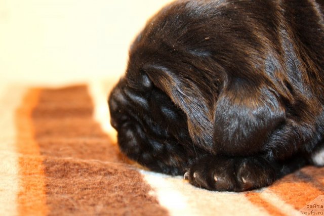 Фото: сын, ньюфаундленд Super Premium Jani Monik (Супер Премиум Жани Моник), ньюфаундленд Very Fairweathers X'Got The Rhythm