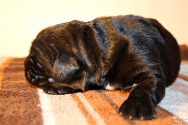 Фото: сын, ньюфаундленд Super Premium Jani Monik (Супер Премиум Жани Моник), ньюфаундленд Very Fairweathers X'Got The Rhythm