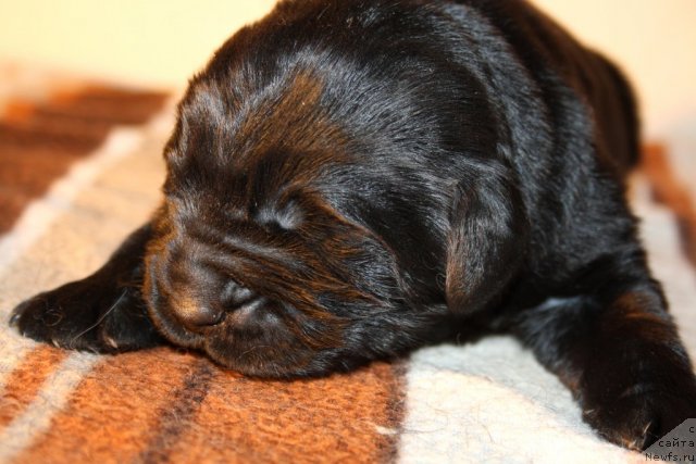 Фото: сын, ньюфаундленд Super Premium Jani Monik (Супер Премиум Жани Моник), ньюфаундленд Very Fairweathers X'Got The Rhythm