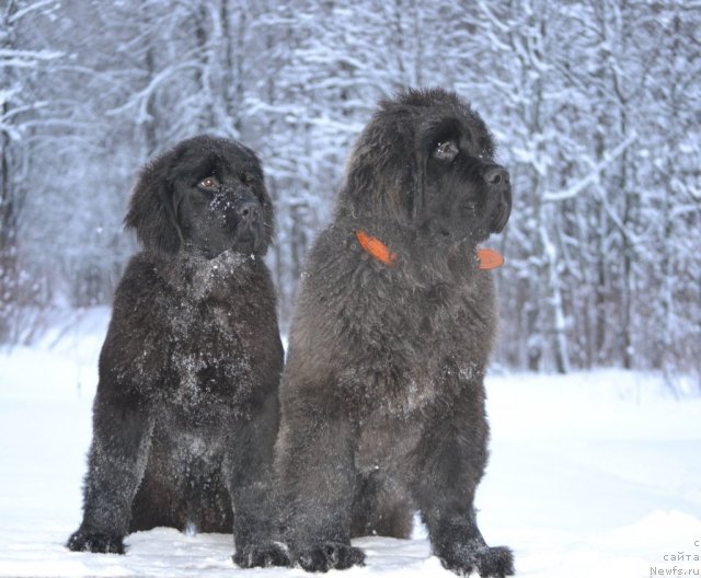 Фото: ньюфаундленд Simbad Pokoritel' Morey (Симбад Покоритель Морей), ньюфаундленд Skarlet O'Hara (Скарлет О'Хара)
