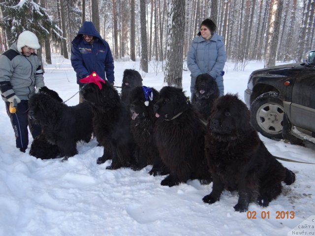 Фото: ньюфаундленд Akin Soul Sofiya (Акин Соул София), ньюфаундленд Lesnaya Skazka Lunnaya Sonata (Лесная Сказка Лунная Соната), ньюфаундленд Glyed Tu Si Djipsi (Глэд Ту Си Джипси), ньюфаундленд Andjel Viktorius (Анджел Викториус), ньюфаундленд Kaiden Playful (Кайден Плейфул), ньюфаундленд Aleksandriya Moya Radost' (Александрия Моя Радость)