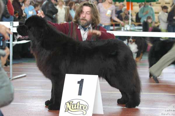 Фото: ньюфаундленд Cayuga Jackpot