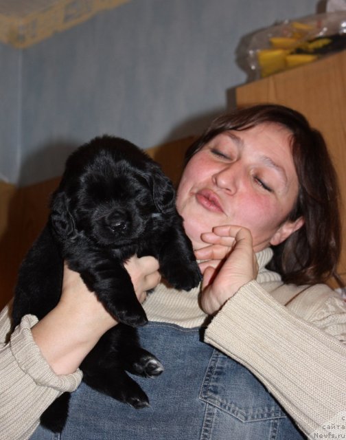 Фото: ньюфаундленд Soul of Rouz Arlin (Соул оф Роуз Арлин), Liliana Rahmatova (Лилиана Рахматова)