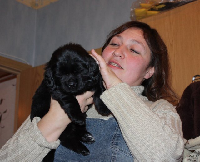 Фото: ньюфаундленд Chernyi Sharm Angel'skaya Krasota (Черный Шарм Ангельская Красота), Liliana Rahmatova (Лилиана Рахматова)