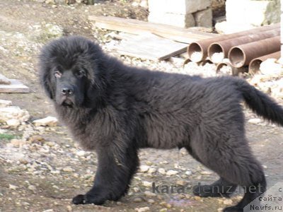Фото: ньюфаундленд Zamorskiy Princz Kara Deniz (Заморский Принц Кара Дениз)
