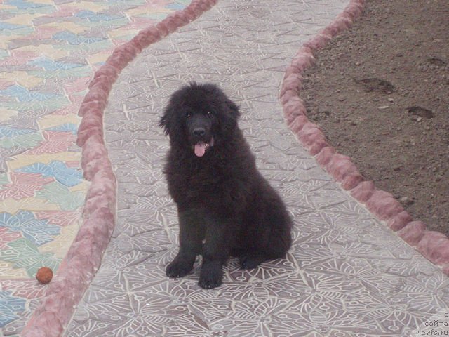 Фото: ньюфаундленд Krit Kara Deniz (Крит Кара Дениз)