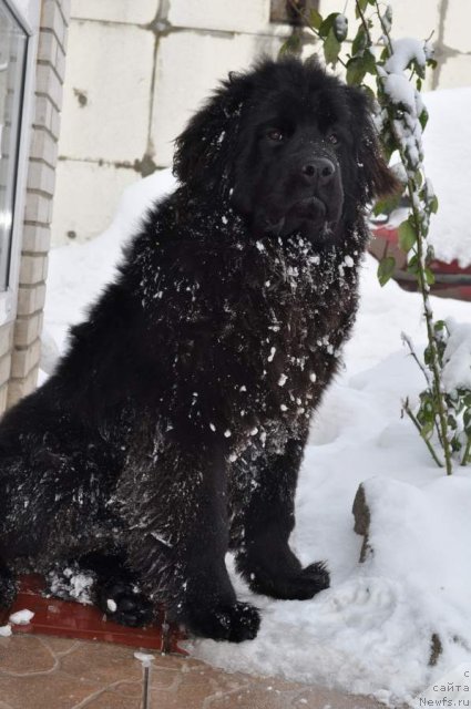 Фото: ньюфаундленд Ribachka Sonya Kara Deniz (Рыбачка Соня Кара Дениз)