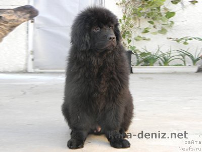 Фото: ньюфаундленд Kenvud Kara Deniz (Кенвуд Кара Дениз)
