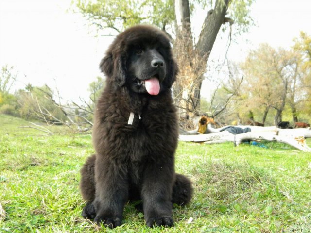 Фото: ньюфаундленд Samaya Obayatel'naya Kara Deniz (Самая Обаятельная Кара Дениз)