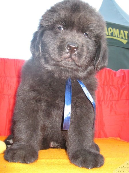 Фото: ньюфаундленд Robinzon Kruzo Kara Deniz (Робинзон Крузо Кара Дениз)