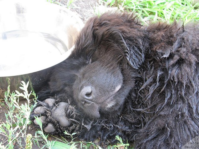 Фото: ньюфаундленд Rom Kubinskiy Kara Deniz (Ром Кубинский Кара Дениз)