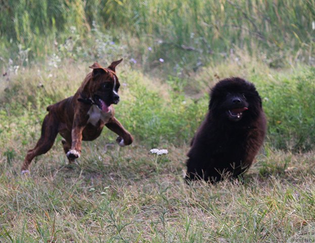 Фото: ньюфаундленд Rom Kubinskiy Kara Deniz (Ром Кубинский Кара Дениз)