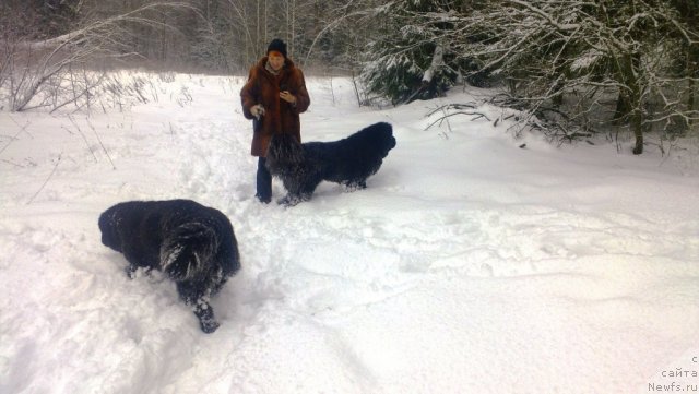 Фото: ньюфаундленд Cristalmar Cadeaux de Noel, Irina Kozlovskaya (Ирина Козловская), ньюфаундленд Very Fairweathers X'Got The Rhythm