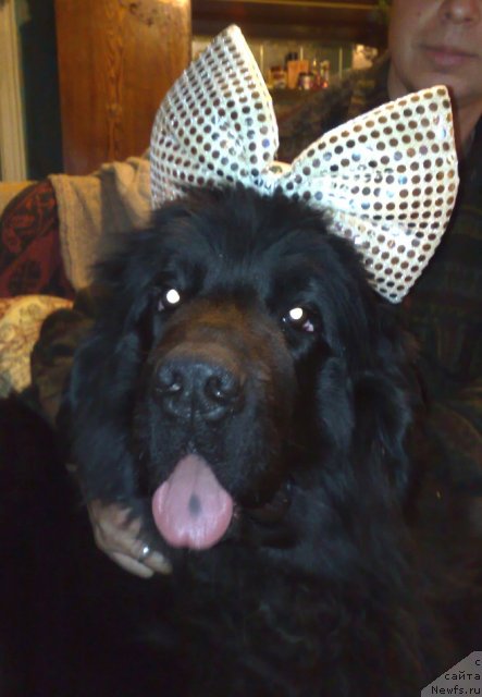 Фото: ньюфаундленд Smigar Severnaya Verona (Смигар Северная Верона)