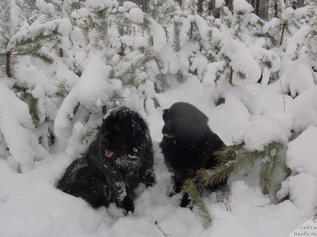 Фото: Лора, ньюфаундленд Kaiden Playful (Кайден Плейфул)
