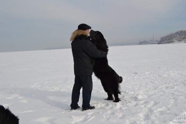 Фото: ньюфаундленд Veridan Zvezdnyiy Put' (Веридан Звездный Путь)