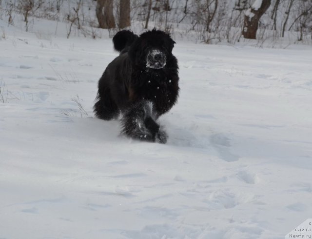 Фото: ньюфаундленд I'm Little Princess Midnight Bear