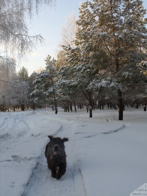 Фото: ньюфаундленд Akvamarinovaya Krasotka dlya Marleon (Аквамариновая Красотка для Марлеон)