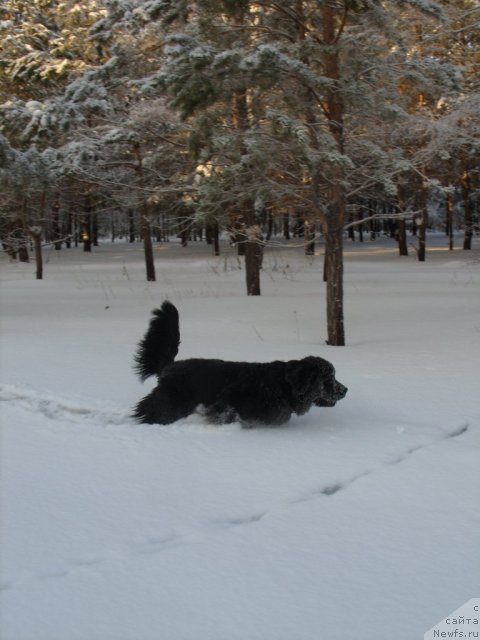 Фото: ньюфаундленд Knyajna v CHernom ot Marleon Dusvik (Княжна в Черном от Марлеон Дусвик)