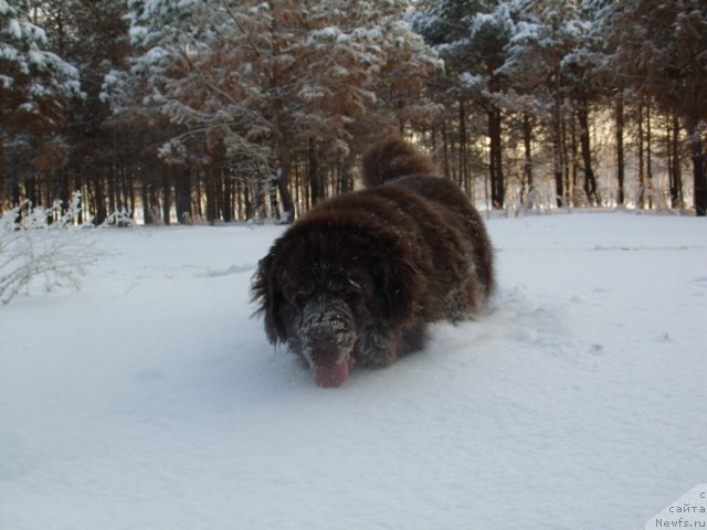 Фото: ньюфаундленд CHernyiy SHarm Amber Best Dog FO Marleon (Черный Шарм Амбер Бест Дог ФО Марлеон)