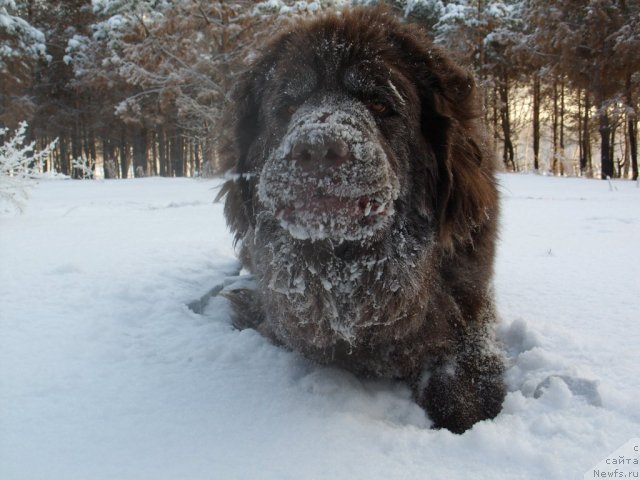 Фото: ньюфаундленд CHernyiy SHarm Amber Best Dog FO Marleon (Черный Шарм Амбер Бест Дог ФО Марлеон)