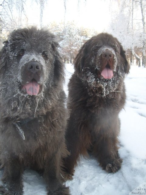 Фото: ньюфаундленд CHernyiy SHarm Amber Best Dog FO Marleon (Черный Шарм Амбер Бест Дог ФО Марлеон), ньюфаундленд Akvamarinovaya Krasotka dlya Marleon (Аквамариновая Красотка для Марлеон)