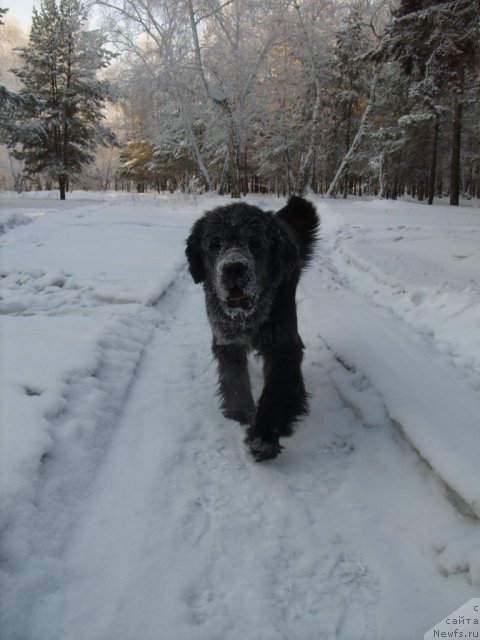 Фото: ньюфаундленд Knyajna v CHernom ot Marleon Dusvik (Княжна в Черном от Марлеон Дусвик)