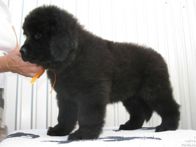 Фото: ньюфаундленд Ribochka Karibochka Kara Deniz (Рыбочка Карибочка Кара Дениз)