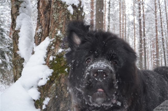 Фото: ньюфаундленд Blyek Diamond Agidel' ot Potapa Uvertyura (Блэк Диамонд Агидель от Потапа Увертюра)