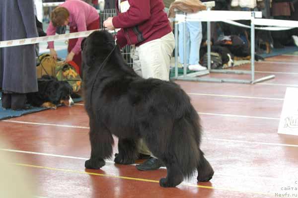 Фото: ньюфаундленд Cayuga Jackpot