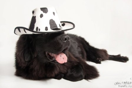 Фото: ньюфаундленд Mascot of My Dreams (Маскот оф Май Дримс)