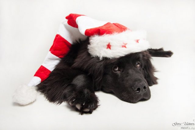 Фотография № 114107