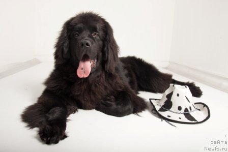 Фотография № 114111