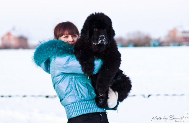 Фото: ньюфаундленд Ocean of Love Midnight Bear