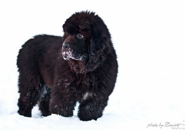 Фото: ньюфаундленд Ocean of Love Midnight Bear
