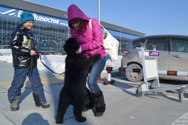 Фото: ньюфаундленд Ocean of Love Midnight Bear