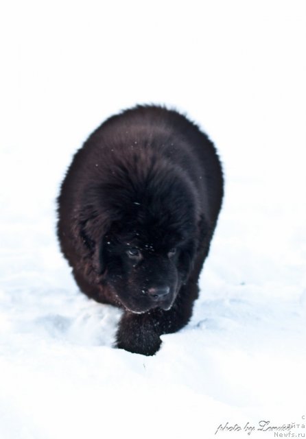 Фото: ньюфаундленд Ocean of Love Midnight Bear