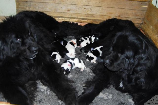 Фото: ньюфаундленд Potap Intriga Dlja Sent Djons (Потап Интрига для Сент Джонс), ньюфаундленд Sent Djons Zanna D'Ark (Сент Джонс Жанна Д'Арк)