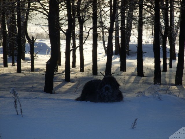Фото: ньюфаундленд Akvamarinovaya Krasotka dlya Marleon (Аквамариновая Красотка для Марлеон)
