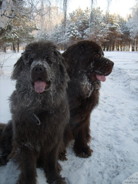 Фото: ньюфаундленд Akvamarinovaya Krasotka dlya Marleon (Аквамариновая Красотка для Марлеон)