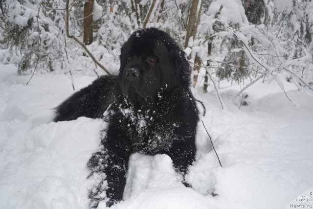 Фото: ньюфаундленд Naveki Tvoy s Berega Dona (Навеки Твой с Берега Дона)