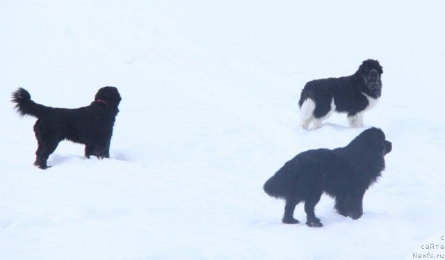 Фотография № 114158