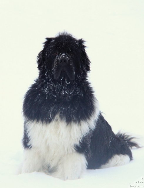 Фотография № 114159