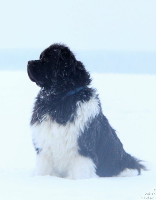 Фотография № 114160