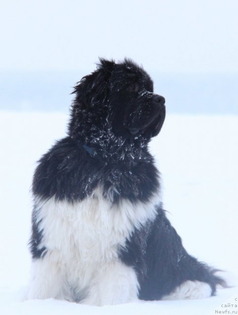 Фото: ньюфаундленд Super Premium Zippi Senseyshen (Супер Премиум Зиппи Сенсейшен)