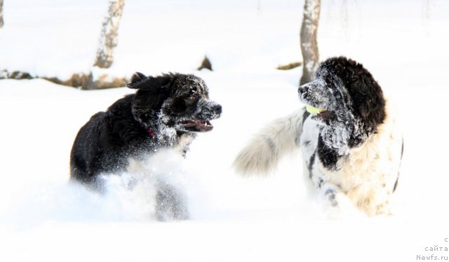 Фотография № 114167