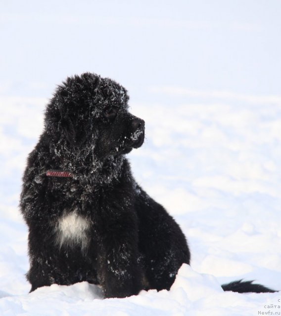 Фотография № 114169